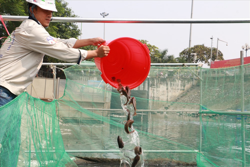 Cá rô được thả xuống sông Tô Lịch có tấm lưới bao quanh để dễ theo dõii- đoạn gần khu vực thí điểm.