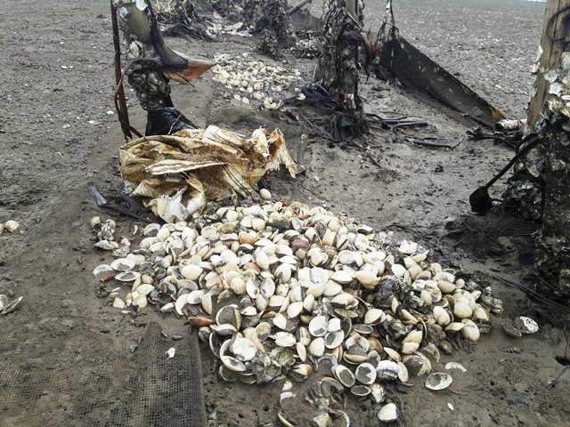 Ngao chết được thu gom đổ chất đống bên bờ. Ảnh: Trần Tuấn