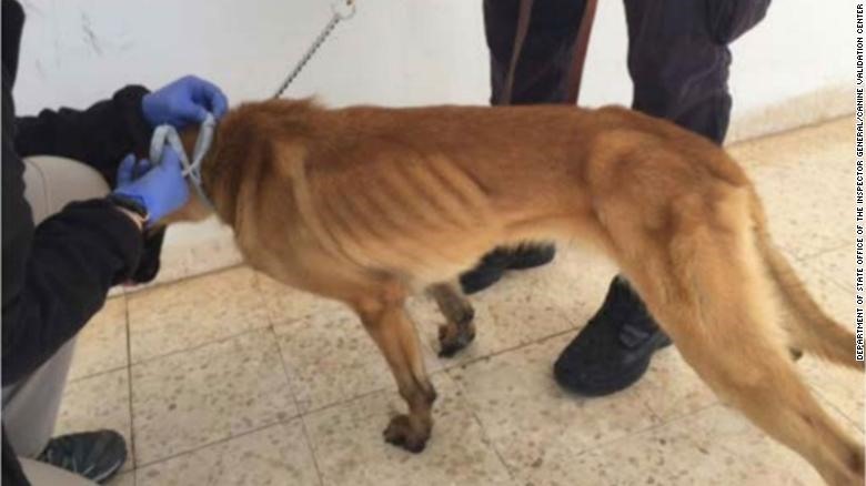 Một chú chó nghiệp vụ gầy rộc ở Jordan. Ảnh: CNN.