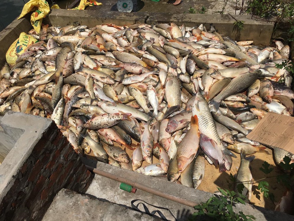 Hàng tấn cá sắp sửa thu hoạch bị chết la liệt, nghi do kẻ xấu đầu độc.