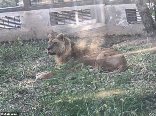 Nhân viên vườn thú phủ nhận ngược đãi hoặc bỏ đói sư tử. Ảnh: Asia Wire