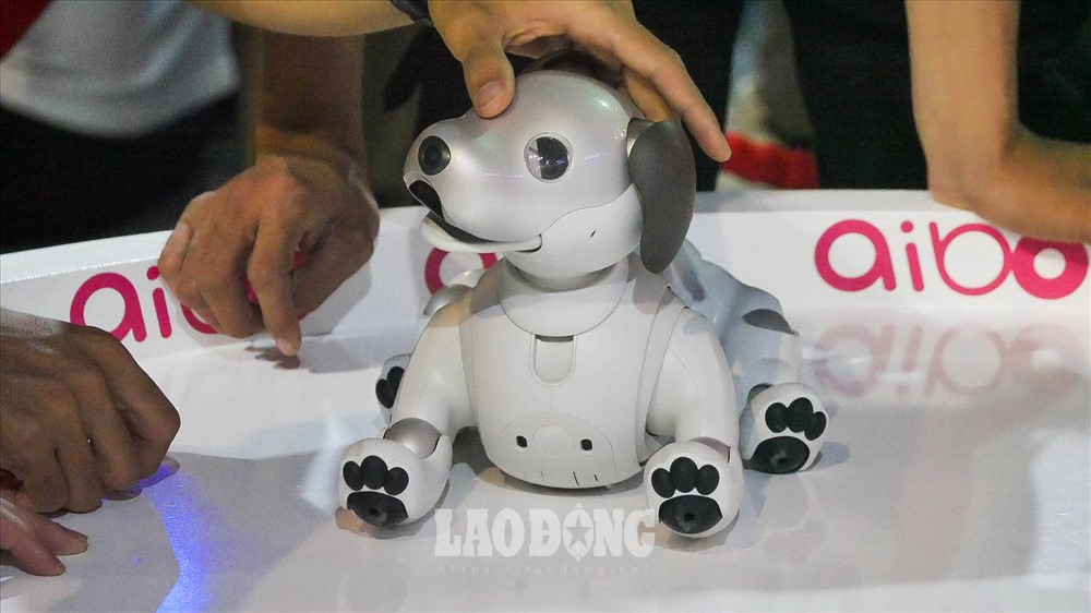 Thế nhưng, nhờ sự phát triển của công nghệ, chú chó đáng yêu này đã được hồi sinh bằng cách lắp đặt thêm bộ não là trí tuệ nhân tạo (AI). Năm ngoái, Aibo đã gây chú ý khi được Sony đem đến trình diễn tại triển lãm IFA 2018.
