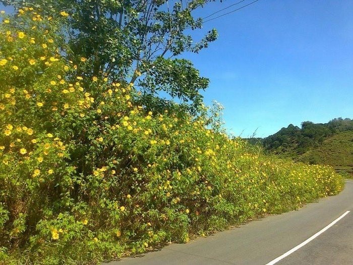 Đường về Buôn Akõ Dhông mùa này vô cùng đẹp với màu vàng rực rỡ của hoa dã quỳ bên đường.