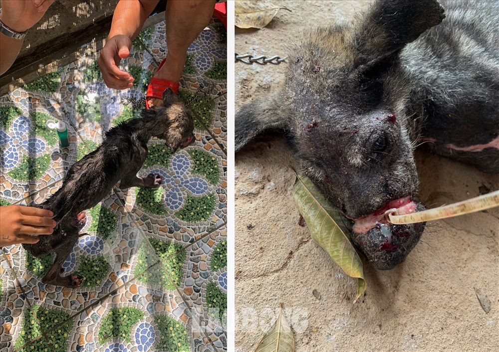 Còn đây là “Linh”, được cứu ở Ninh Thuận. Linh bị bắt để mổ thịt, người ta dùng dây rút cột miệng cả tháng trời nhưng nó thoát ra được. Khi được phát hiện mõm con chó này hoại tử nặng, thân hình gầy gò ghẻ lở; thậm chí bị kiến bu đầy người.