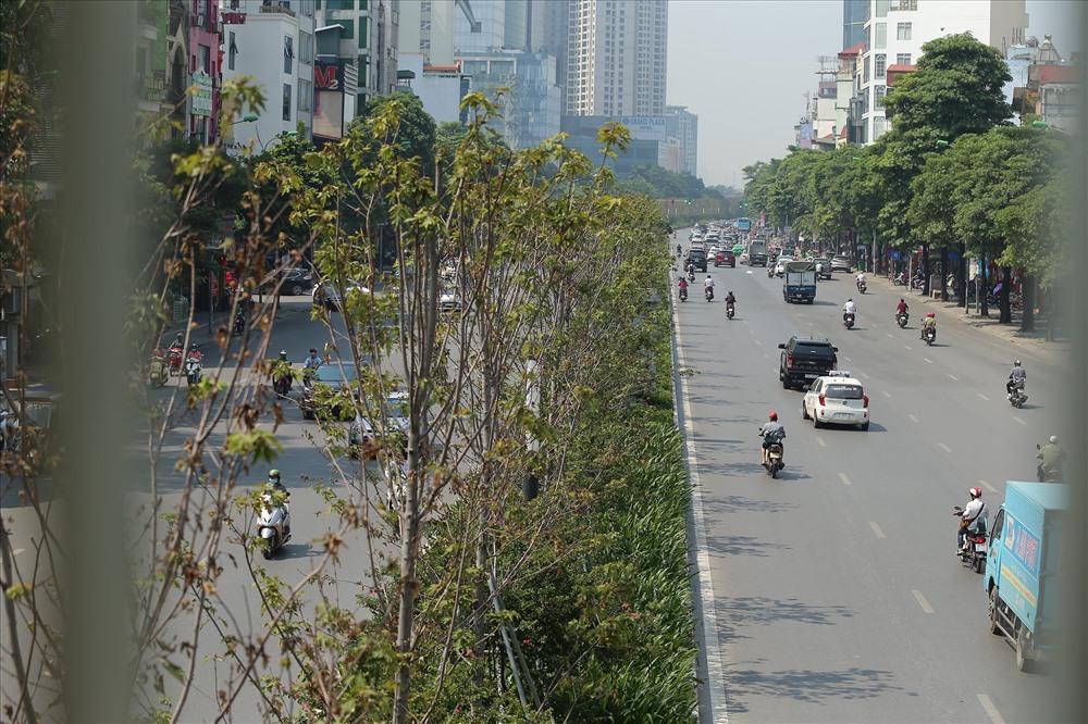 Đầu năm 2018, khoảng 100 cây phong lá đỏ được trồng trên dải phân cách tuyến đường Trần Duy Hưng - Nguyễn Chí Thanh (Hà Nội) với hy vọng sẽ mang lại cho Thủ đô một vẻ đẹp lãng mạn như ở các nước Châu Âu, Nhật Bản hay Hàn Quốc. Nhưng, tình hình nay lại khác.