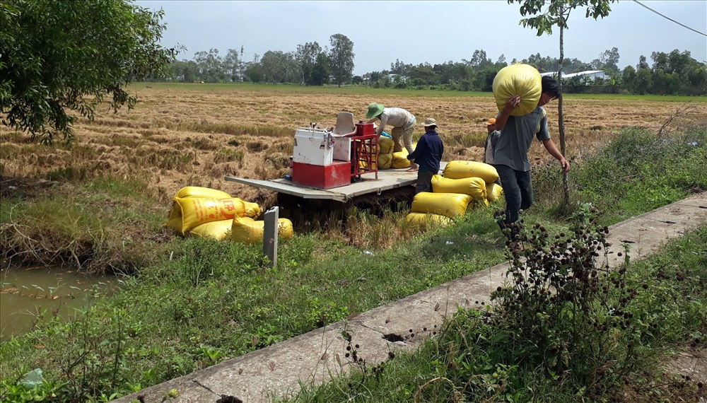 Thương lái muốn mua được lúa phải chi cho “cò” cao hơn giá thị trường 200 đồng/kg (ảnh Nhật Hồ)