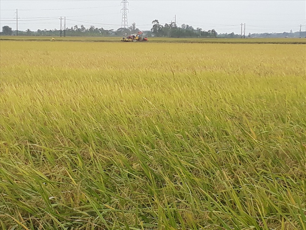 Những cánh đồng lúa như thế này người dân muốn bán được phải thông qua..cò (ảnh Nhật Hồ)