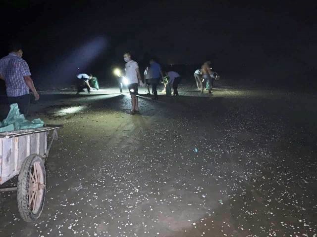 Cơ quan chức năng tổ chức vớt cá chết dạt vào bờ biển xã Thịnh Lộc.