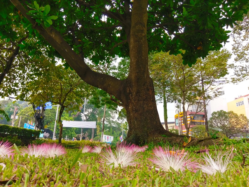 Ngoài giá trị là một loài cây quý hiếm, bàng vuông còn có  giá trị tinh thần lớn lao đối với người dân Việt Nam vì đó là loài cây đặc hữu của Trường Sa- một trong hai huyện đảo xa xôi nằm giữa biển Đông của Việt Nam.