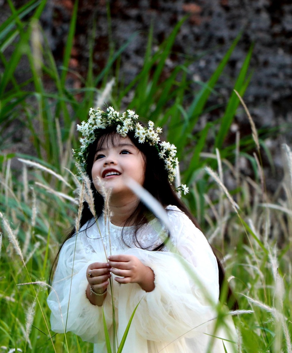 Hoa tự hình chùy, màu trắng sợi như bông, rất nhẹ, nên ngoài nhân giống qua chồi rễ, cỏ tranh còn có khả năng phát tán rất xa nhờ gió.