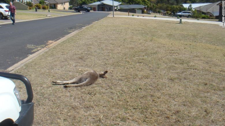 Một con kangaroo bị tông chết nằm trên bãi cỏ. Ảnh: CNN.