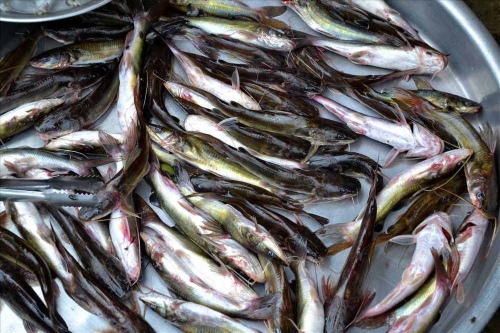 Chất lượng, chủng loại thủy sản cũng kém. Nhiều loại cá nhỏ và ốm hơn thường lê, đặc biệt là rất hiếm có cá linh, loài cá thân nhỏ (đặc hữu mùa lũ trên sông Mekong) nhưng đã đi tâm thức nhiều thế hệ như đặc sản thông qua việc sản xuất nước mắm hay chế biến thành món ăn: Nấu canh chua, kho lạt... Ảnh: Lục Tùng
