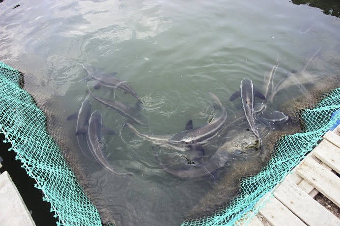 Với 153 lồng gia đình ông Hóa thả nuôi tổng cộng 5.000 con cá bớp.