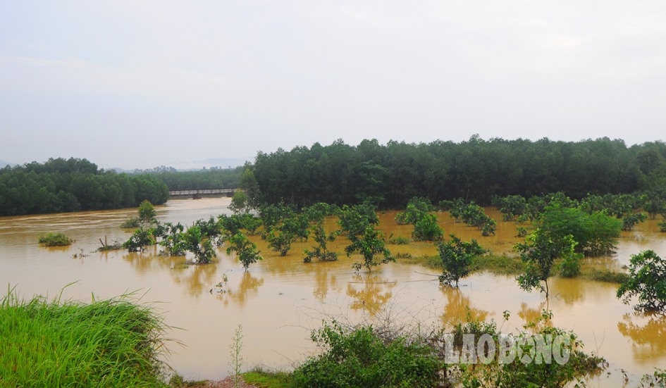 Vườn cam của một hộ dân Hương Khê bị ngập.