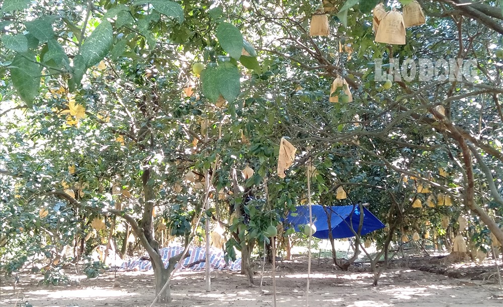 Hàng ngàn cây bưởi PhúcTrachj tại xã Hương Trạch,Hương Khê có nguy cơ ảnh hưởng đến sản lượng mừa sau.