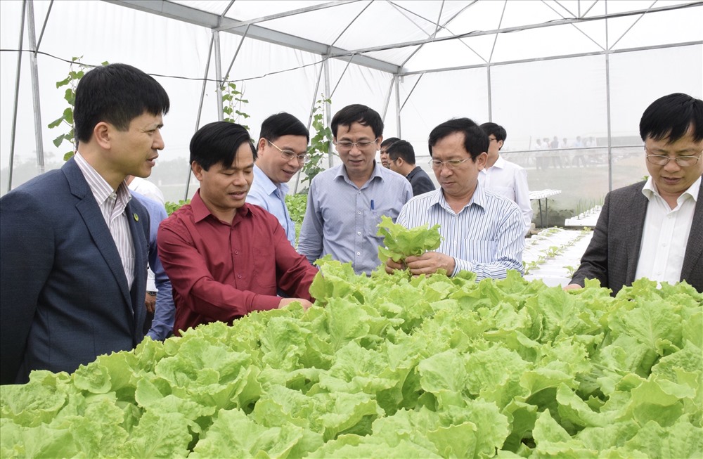 Nhiều mô hình trồng rau an toàn của huyện Nam Đàn nâng cao thu nhập cho nông dân. Ảnh Hồng Sơn