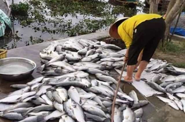 Cá nuôi trong lồng của 53 hộ dân xã Thạch Sơn chết hàng loạt, thiệt hại rất lớn.