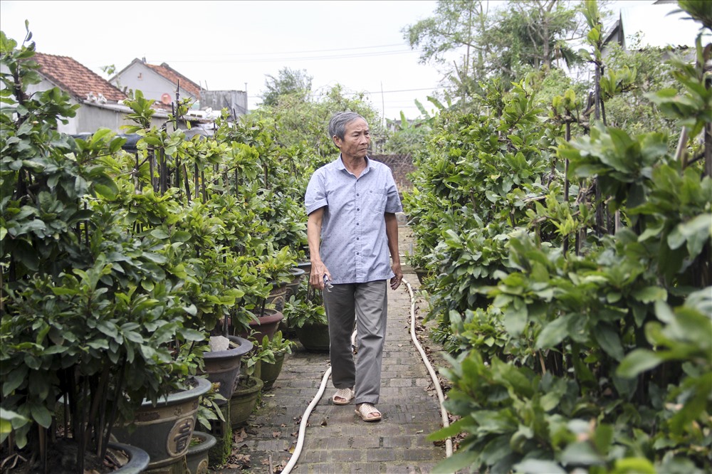 Nguyễn Tuấn Đức – Chủ tịch UBND xã Nhơn An cho hay, trên đại bàn xã hầu như nhà nào cũng có trồng mai, nhưng trồng mai để bán có khoảng hơn 1000 hộ.