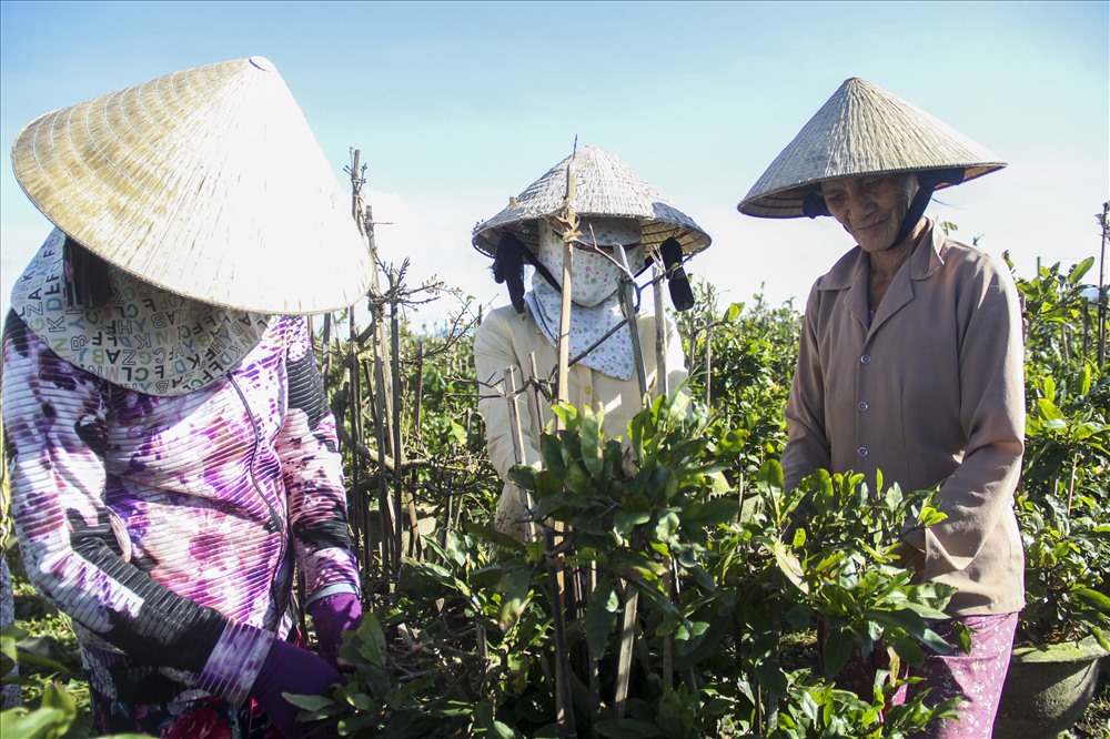 Còn tại một khu vực khác, vường mai của bà Huỳnh Thị Đào (xã Nhơn An) cũng đang hối hả lặt lá mai để kịp bán phụ vụ Tết nguyên đán 2020.