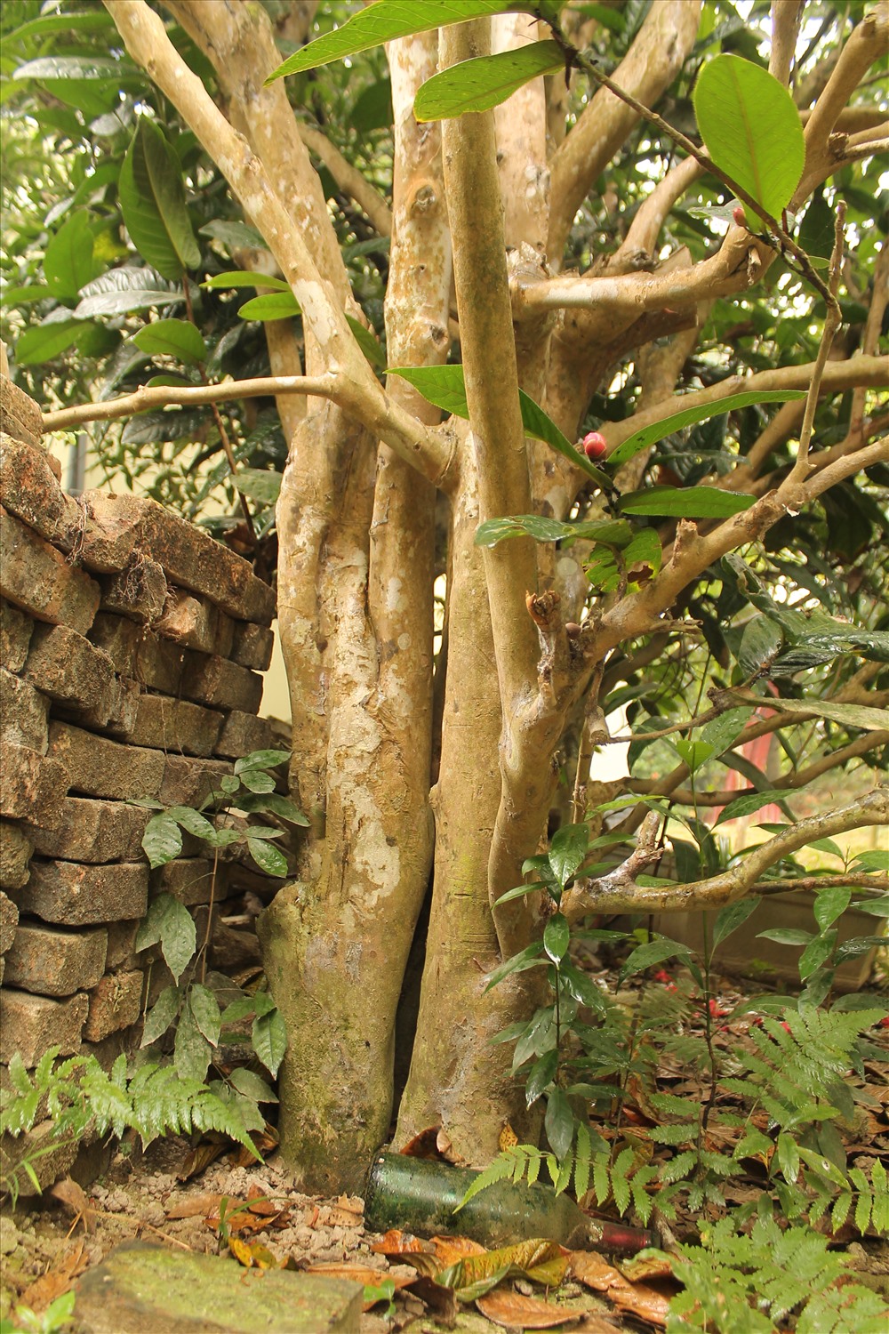 Gốc cây hải đường trăm tuổi có đường kính chừng 50cm, xù xì với 3 nhánh gốc chụm lại. Ảnh Mai Dung
