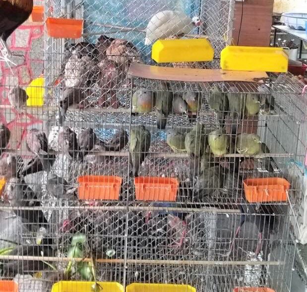 Một quán nhậu ở phường Vỹ Dạ, TP. Huế bán thịt chim trời bị người dân phản ánh lên kênh tương tác và đã bị xử phạt 10 triệu đồng. Ảnh: tuongtac.thuathienhue.gov.vn.