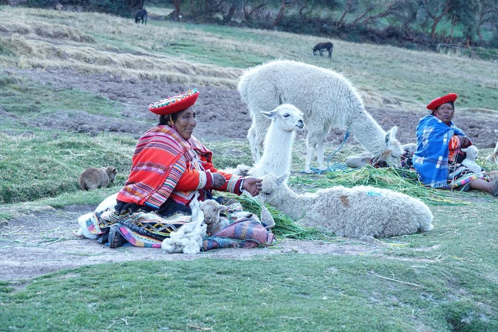 Cuộc sống hồn nhiên với các loài vật độc đáo của bà con Cusco,  nơi có ruộng bậc thang Moray nổi tiếng.