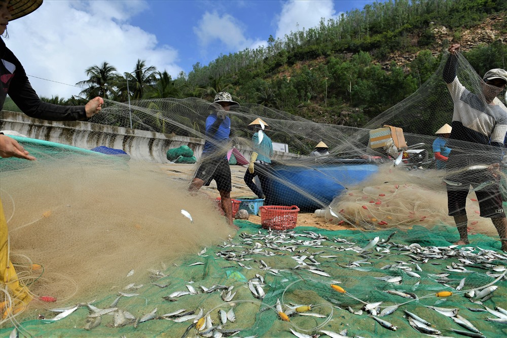 Loài cá đặc sản ở Phú Yên.