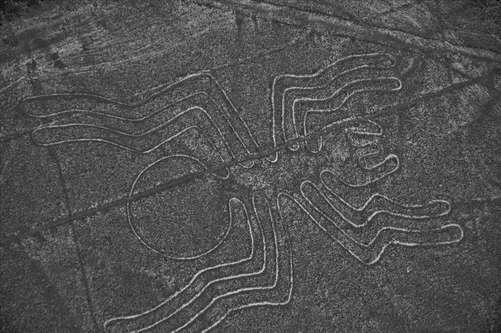 Geoglyph trên cao nguyên Nazca. Ảnh: Nathan Whitford