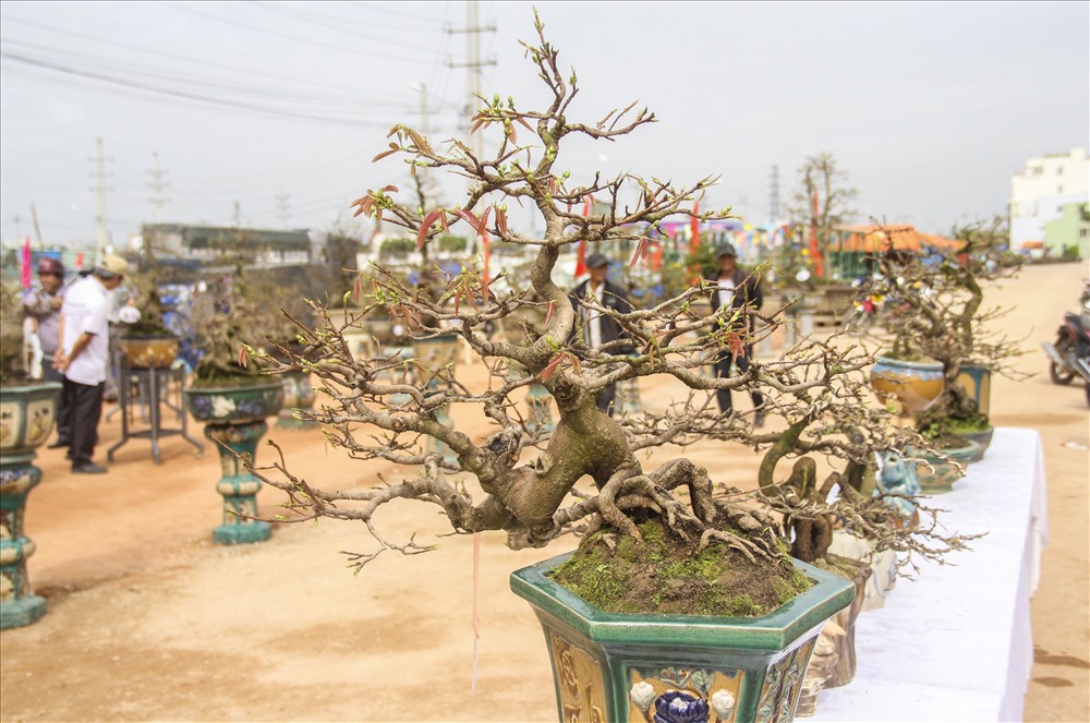 Nhiều cây có chiều cao hơn gần 2 mét, đặc biệt các tác phẩm mai Bonsai có nhiều dáng thế độc đáo, lạ mắt và có nhiều giống hoa mai quý hiếm.