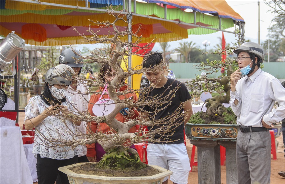 Hội thi Mai vàng ở Bình Định thu hút đông đảo người dân đến tham quan.