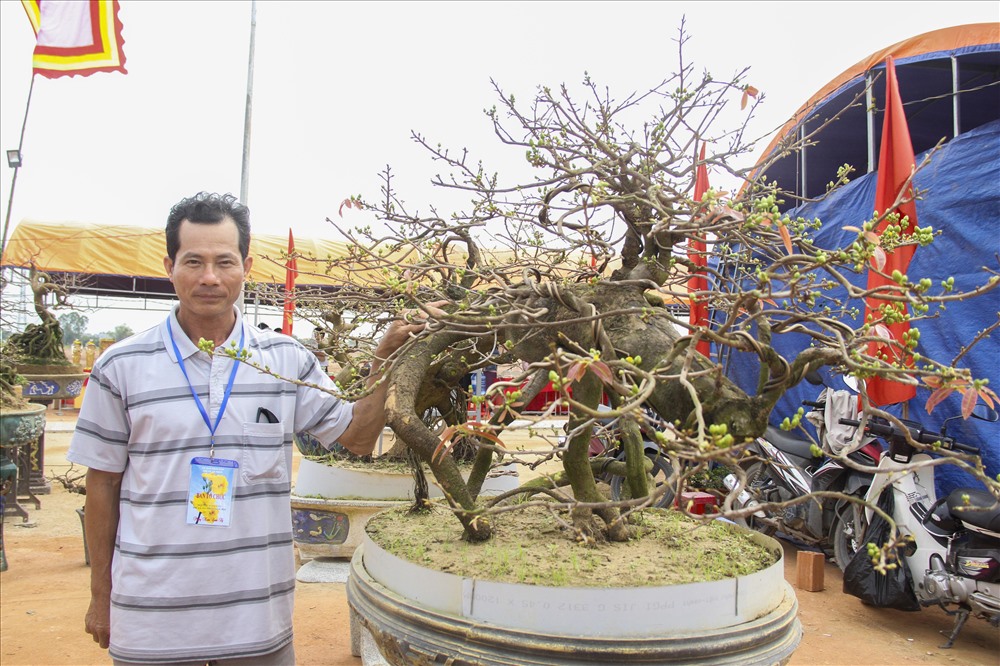 Theo ông Nguyễn Văn Hồng (49 tuổi, phường Nhơn Hòa, thị xã An Nhơn) cho hay, đây là lần đầu tiên hội thi Mai vàng được tổ chức. Hội thi là nơi để các nhà vườn giao lưu học hỏi kinh nghiệm. Ảnh: N.T