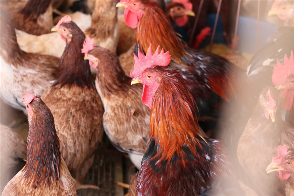Loại gà Đông Tảo, gà Sơn Tây có mức giá cao nhất tại chợ ở thời điểm hiện tại.