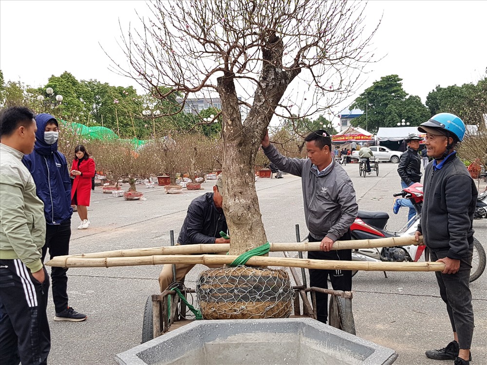 Một cây “đào khủng” đang được trồng vào chậu để chào bán. Ảnh: NT