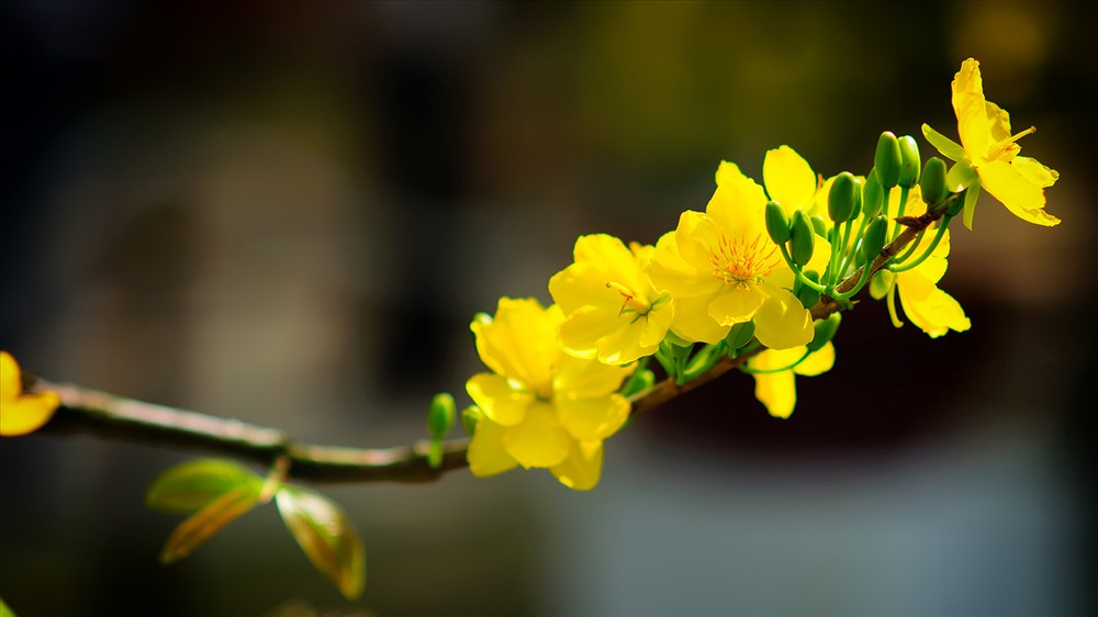 Bên cạnh đào, ngày Tết thường mua thêm một cây mai vàng. Hoa mai vàng tượng trưng cho sự giàu sang, phú quý, thịnh vượng. Ảnh: ST
