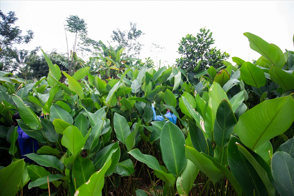 Người dân trong thôn cho biết, việc trồng lá dong khá đơn giản, chỉ cần tách nhánh rồi trồng sau đó chăm bón, làm cỏ rồi đợi ngày thu hoạch.