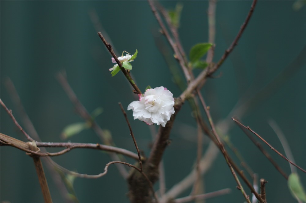 Vốn là loài cây khó trồng, kén người chơi, những người trồng mai trắng ở Nhật Tân (Tây Hồ, Hà Nội) chỉ đếm trên đầu ngón tay.