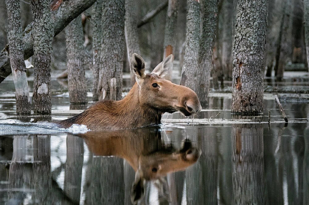 Bức ảnh “Bơi giữa rừng xanh” của nhiếp ảnh gia Dmitry Vilyunov, người chiến thắng trong cuộc thi “Thiên nhiên hoang dã nước Nga” do National Geographic phát động.