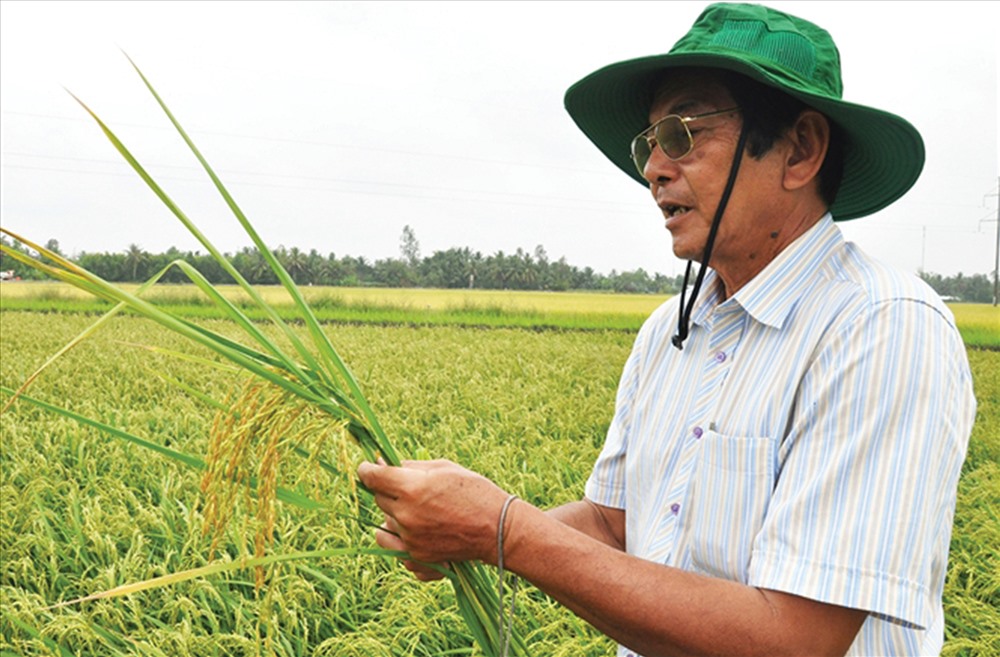 Kỹ sư Hồ Quang Cua gắn bó với cây lúa hàng chục năm. Ảnh: PV