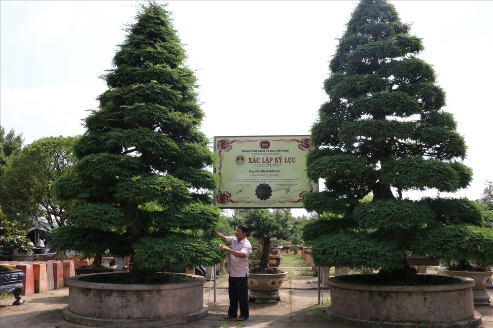 Bonsai trong khu vườn này đa số là cây loại lớn, có tuổi kiểng từ 15 năm đến trên 100 năm và có giá trị kinh tế rất cao. Đặc biệt, khu vườn của anh đang sở hữu cặp me kiểng cổ có tuổi cây hơn 156 năm và tuổi kiểng hơn 100 năm có giá 10 tỷ đồng vừa được xác lập kỷ lục “Cặp me kiểng cổ nhất”.