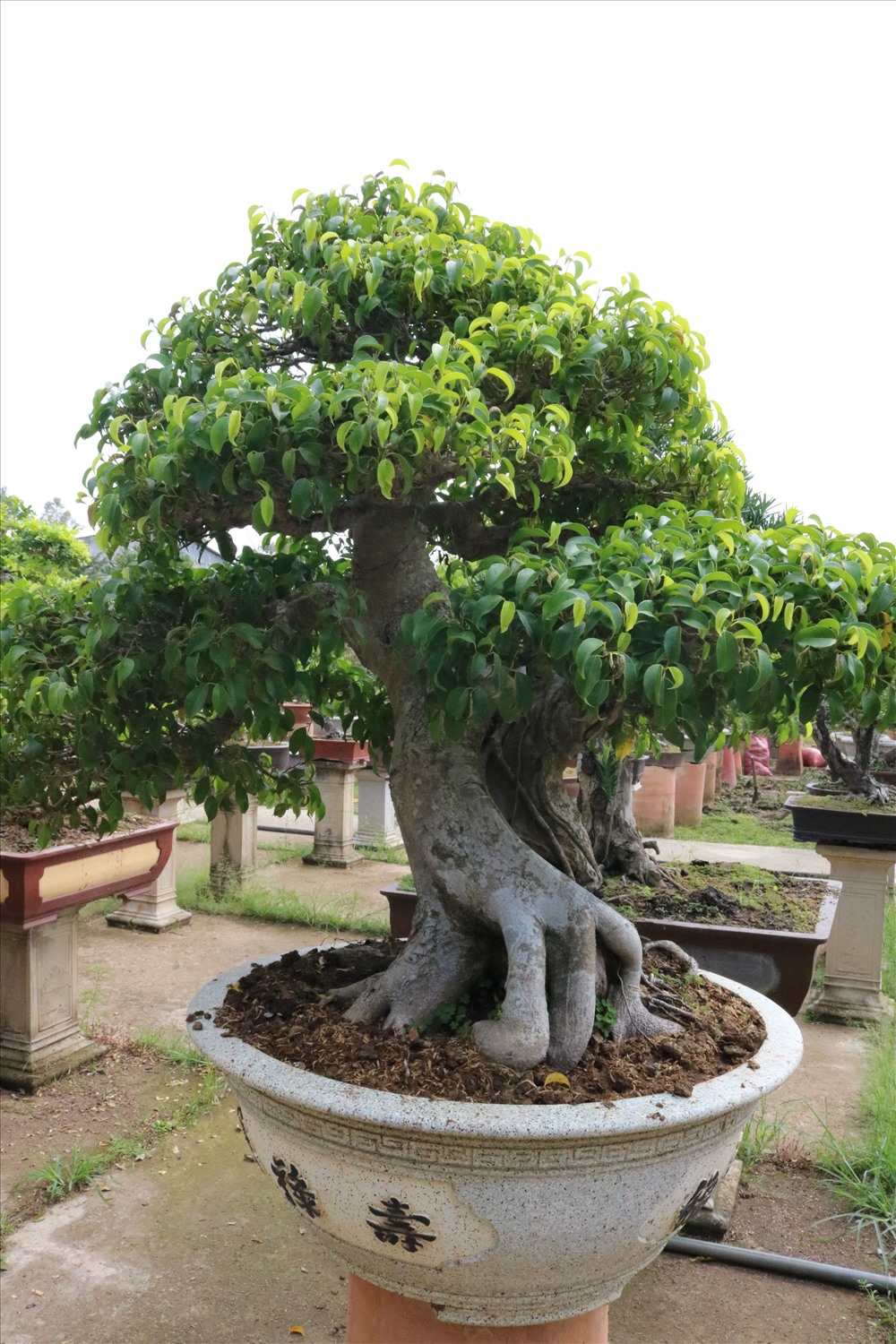 Ở mỗi quốc gia sẽ có tiêu chí về bonsai khác nhau, đối với quốc tế cây bonsai đẹp phụ thuộc vào độ già của cây, độ ấn tượng và độ đẹp, quy luật sắp xếp cành bonsai theo điểm lõm, dư chi.