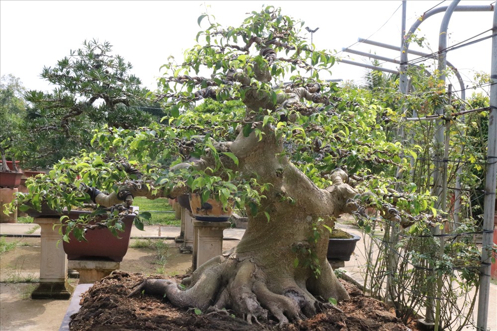 Anh Lộc cho biết, mỗi cây bonsai đều có một nét đẹp riêng, các yếu tố quan trọng đối với một cây bonsai đó là phần gốc và rễ của cây vì đây là phần mà các nghệ nhân không thể can thiệp được nhiều.