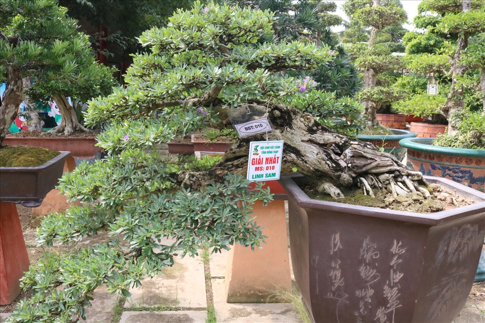 Riêng Việt Nam, bonsai được sửa theo nét thanh tú, mềm mại hơn, kỹ thuật sắp xếp cành của Việt Nam thanh nhã và kỹ thuật hơn. Trong ảnh là cây bonsai linh sam đạt giải nhất cuộc thi Hội sinh vật cảnh tỉnh Đồng Tháp tổ chức. Ảnh: LN