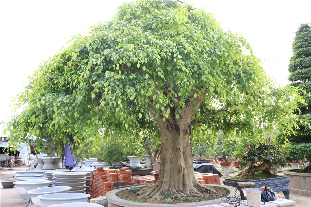 Cận cảnh bonsai từ cây sanh trị giá 2 tỷ đồng trong vườn anh Lộc.