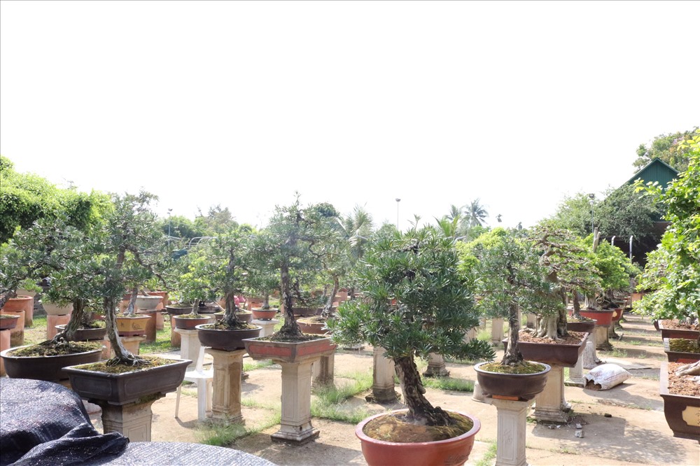 Theo anh Lộc, nghệ thuật bonsai ở TP Sa Đéc hiện nay vẫn chưa được quan tâm đúng mức. Vì thế, anh đang đẩy mạnh liên kết, giao lưu với nghệ nhân các nước có nghệ thuật bonsai phát triển như Đài Loan, Thái Lan, Trung Quốc... để làm giàu thêm nghệ thuật bonsai của mình.