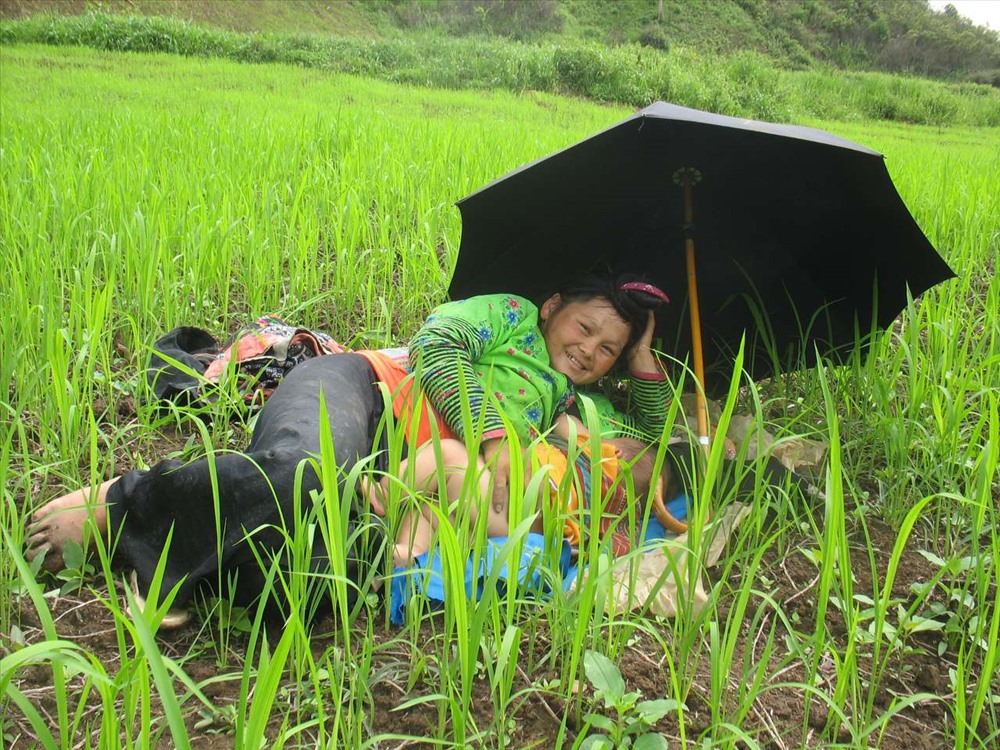 Ngày xuân ở Điện Biên, phụ nữ Mông đi cấy, tranh thủ nằm giữa ruộng cho con bú. Ảnh: Lãng Quân.