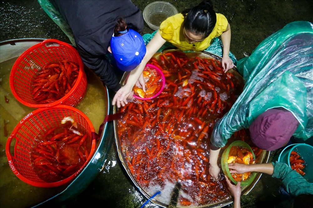 Người mua cá thịt nói chung và cá chép nói riêng ở chợ cá làng Sở Thượng chủ yếu là để bán buôn.