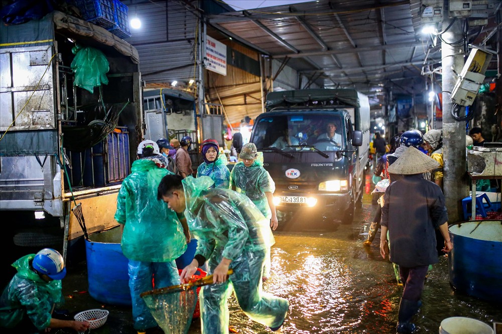 Ngay từ mờ mịt sáng, hàng chục xe tải từ nhiều tỉnh thành chở cá chép về chợ cá Sở Thượng để phục vụ nhu cầu người dân trong dịp ông Công, ông Táo.