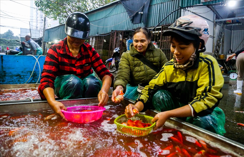 Các tiểu thương tại chợ cho biết, so với cá chép vàng thì cá chép đỏ được nhiều người lựa chọn hơn bởi cá khỏe, màu sắc tươi tắn.