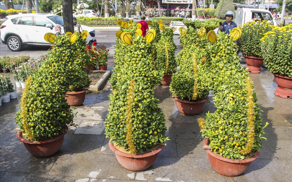 Theo chị Lệ, những cây quất bonsai có hình dạng giống như con chuột này là hàng độc, sản xuất theo đặt hàng, chỉ đặt bao nhiêu, làm bấy nhiêu chứ không sản xuất đại trà.