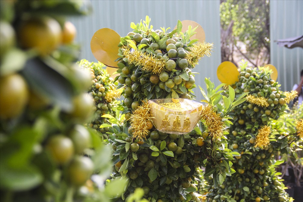 “Năm ngoái, tôi vô trong Nam thấy họ làm những cây quất bonsai có hình dạng giống như con heo đẹp quá, nên đặt họ làm cây quất bonsai có hình dạng giống như con chuột này rồi tới ngày mình vô chở về bán. Nếu như năm nay đắt khách, những năm sau, tôi sẽ sẽ tiếp tục đặt hàng loại quất bonsai độc đáo này” - chị Lệ nói.